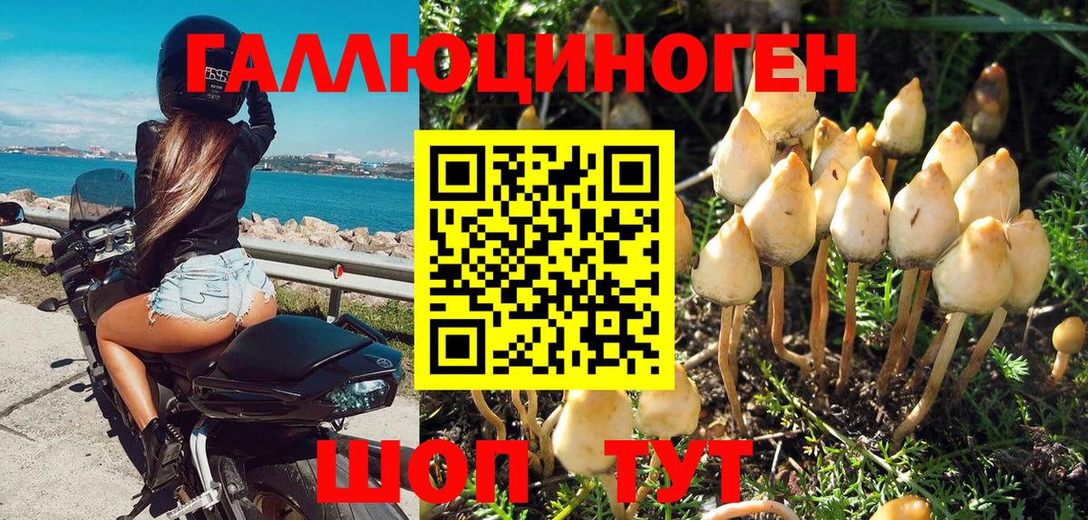 Гурьевск  Псилоцибиновые грибы Magic Shrooms  Галлюциногенные грибы Magic Shrooms  Вход с VPN 